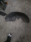 19-25 Subaru Forester Rear Quarter Wheel Liner Right Passenger Side Oem Used. Price: $80.00.